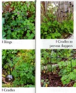 Aquilegia plant supports: Touchwood feature in 'Plant Heritage' magazine, Spring 2012